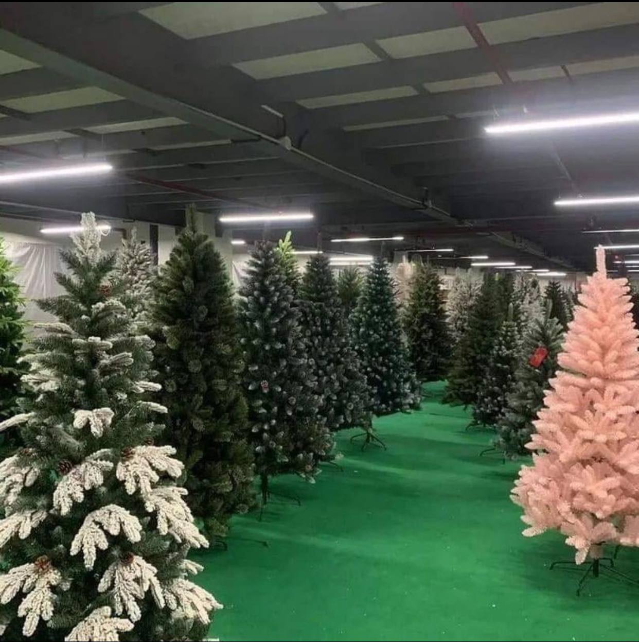 buy christmas tree